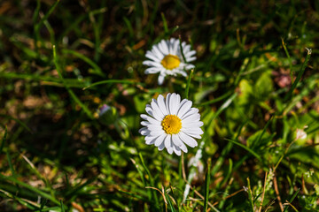 Nature scene with blooming bellis perennis, commonly known as the white daisy © Vlad Ispas