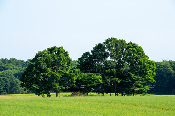 Big Tree on the Farm