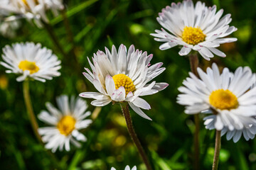 Nature scene with blooming bellis perennis, commonly known as the white daisy © Vlad Ispas