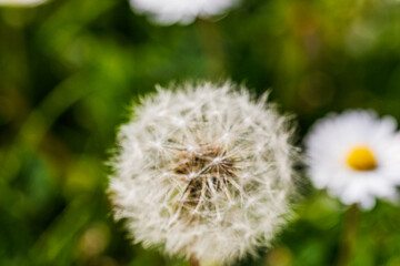 Nature scene with blooming taraxacum, commonly known as dandelion