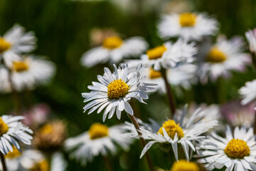 Nature scene with blooming bellis perennis, commonly known as the white daisy © Vlad Ispas