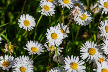 Nature scene with blooming bellis perennis, commonly known as the white daisy © Vlad Ispas