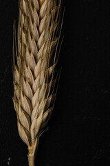 Wheat detail. Cereals for bakery, flour production