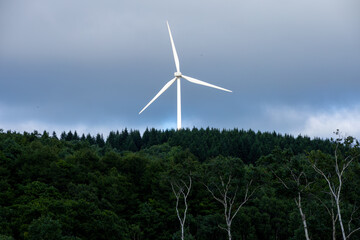 Wind turbines and forest