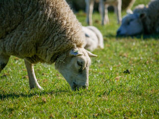 Sheep grazing in the Netherlands,