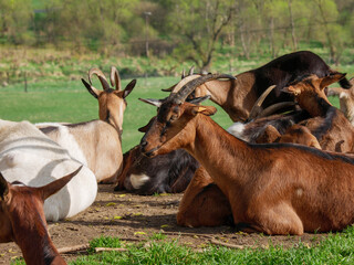 Mountain goats, animal husbandry, landscape