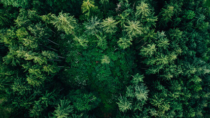 Coniferous Forest Aerial Pine Trees