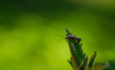 Natural green background, insect on a leaf close-up.