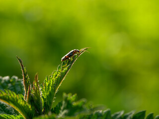 Natural green background, insect on a leaf close-up.