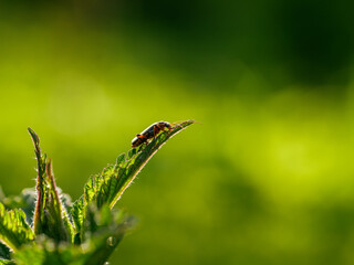 Natural green background, insect on a leaf close-up.