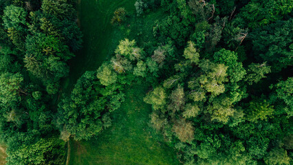 Mixed Forest Aerial Woodland View