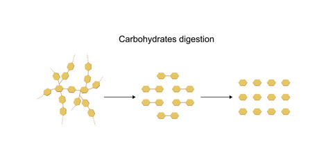 Carbohydrates digestion. Amylase and maltase Enzymes catalyze polysaccharide starch molecule to disaccharides and monosaccharides, glucose sugar formation. Scientific diagram. Vector illustration.