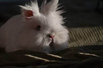 Obraz premium Dramatic Portrait of a Sun-Kissed White Lionhead Rabbit