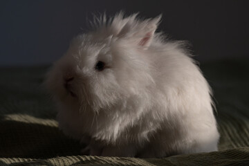 Obraz premium Dramatic Portrait of a Sun-Kissed White Lionhead Rabbit