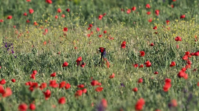 Common pheasant Phasianus colchicus blends into tall grass and wildflower meadows, surrounded by blooming poppies. Captured in natural light, slow motion.
