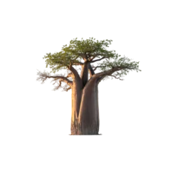 Fotobehang Baobab Ancient baobab bathed in golden light a symbol of resilience and time on transparent background  © Sultan