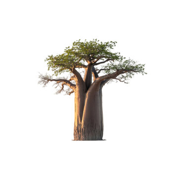 Ancient baobab bathed in golden light a symbol of resilience and time on transparent background