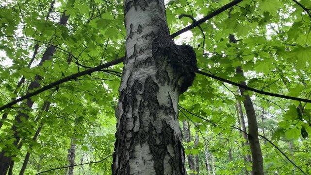 Birch mushroom chaga grows on birch tree trunk in the forest. Inonotus obliquus or Chaga fungus. Organic pathogen used in alternative medicine.