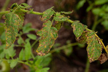 Tomato leaf with brown lesions and spots. Tomato plant disease identification, prevention and...