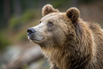 Fototapeta premium bear