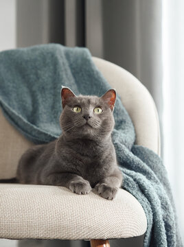 A gray cat perches upright on a cream-colored chair, partially covered by a blue knit blanket. Bright daylight enhances the cozy indoor ambiance.