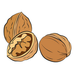 Walnuts flat vector illustration. Raw walnuts in shell flat drawing on a white background. Nut image. Nuts hand draw.