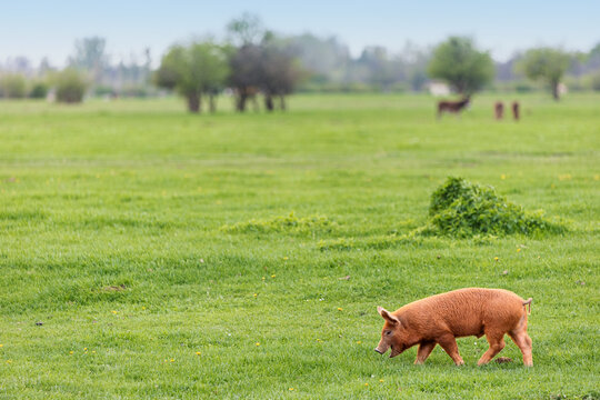 Red Duroc pig walking and grazing contentedly on a lush green meadow, enjoying the sunny countryside and the freedom of nature