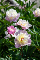 Close up of a Chinese peony (paeonia lactiflora) flower in bloom