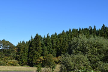 スギの木 針葉樹林