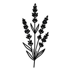 lavender sprig icon with small clustered flowers on a tall stem silhouette vector illustration on white background