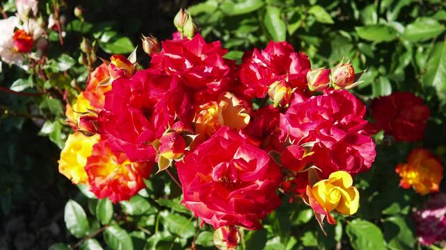 Delicate red roses thrive in a lush garden, soaking up the warm sunlight of early summer. Vibrant colors add life and charm to the surroundings, inviting admiration and peace. Evening, golden hour