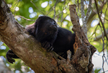 Black hairy Howler monkey up in a tree of the tropical jungle of the Yucatan peninsula with blurry background on a sunny afternoon 