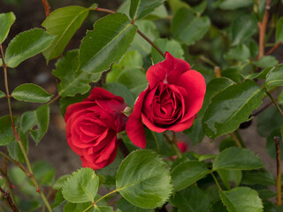 red rose among green leaves in natural environment, in full bloom close up, romantic and elegant...