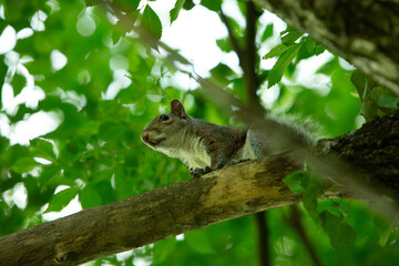 Curious squirrel resting on a tree branch in a lush green forest