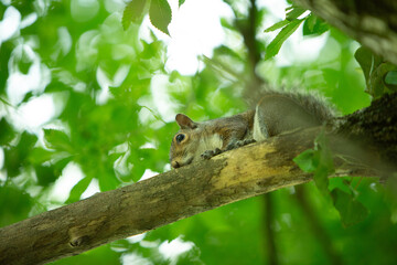 Curious squirrel resting on a tree branch in a lush green forest