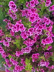 pink hydrangea flowers