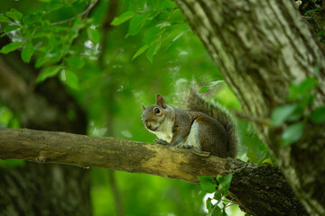 Curious squirrel resting on a tree branch in a lush green forest