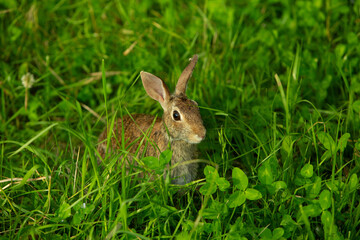 Wild rabbit in green meadow looking alert among tall grass