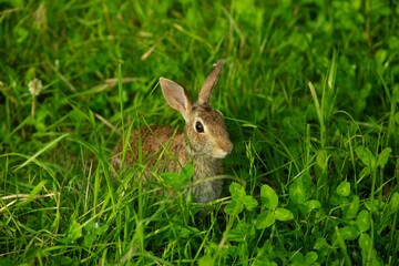 Wild rabbit in green meadow looking alert among tall grass
