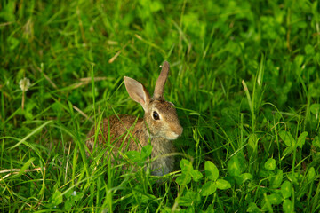 Wild rabbit in green meadow looking alert among tall grass