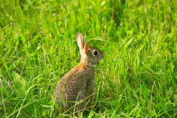 Wild rabbit in green meadow looking alert among tall grass