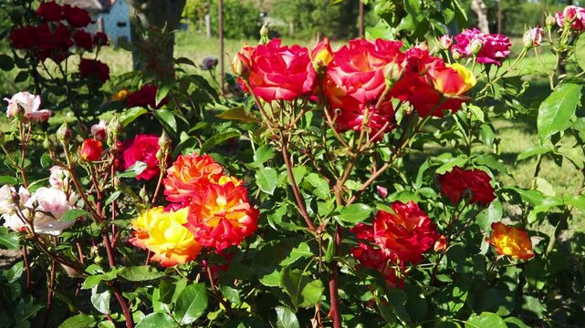 Delicate red roses thrive in a lush garden, soaking up the warm sunlight of early summer. Vibrant colors add life and charm to the surroundings, inviting admiration and peace. Evening, golden hour