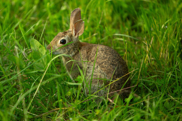 Wild rabbit in green meadow looking alert among tall grass
