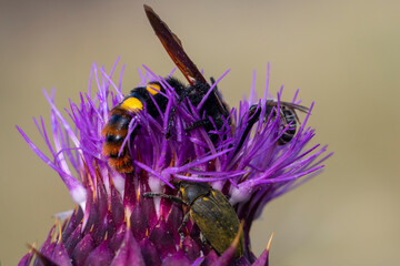 Mammoth wasp, bee and thistle bud weevil on a blooming thistle. Copy space. Spring time in Greece. Megascolia maculata, larinus carlinae, apis mellifera.