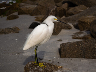 Egret