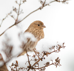 Winter Bird