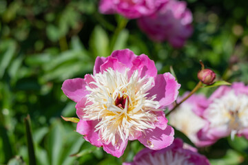 Obraz premium Close up of a Chinese peony (paeonia lactiflora) flower in bloom
