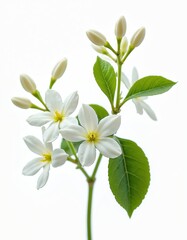Obraz premium Elegant jasmine flowers isolated on white background. Delicate white petals with yellow stamens, vibrant green leaves. Perfect for beauty, wellness, spa, wedding, floral design projects.