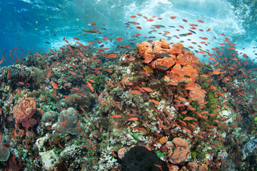 A diverse array of corals and colorful anthias thrive on a reef in the Pantar Strait, near the...