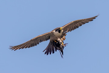 Peregrine Falcon (Falco peregrinus) with prey in flight